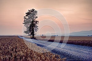 Road by wheat field.