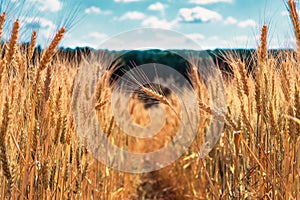Road in the wheat field. Ears of golden wheat