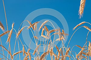 Road in wheat field and golden ears. Wheat field