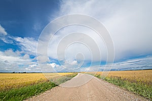 Road between wheat field with skies in summer.