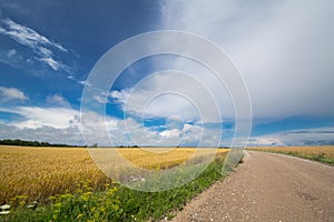 Road between wheat field with skies in summer.