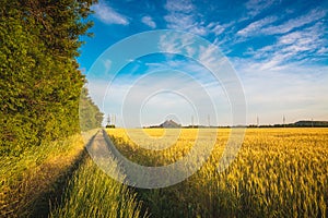 Road through the wheat field at sunset