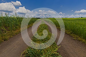 The road through the wheat fields on the background of a beautiful sky