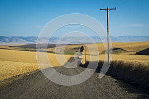 Road, wheat fields, Washington State