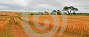 Road through Wheatfields at St Margarets at Cliffes in Great Britain