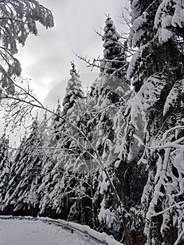 Strade avvolgimento attraverso congelato foresta 