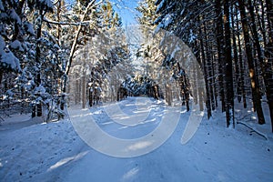 Road winding through the trees in Council Grounds State Park, Merrill, Wisconsin after a snow storm