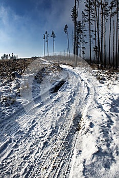 Road through winter calamitous forest