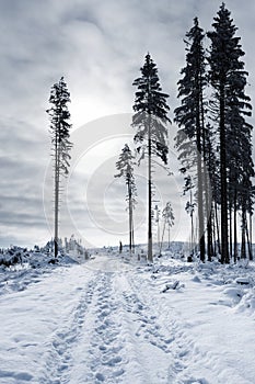 Road through winter calamitous forest