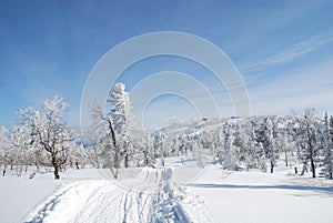 Road in winter forest