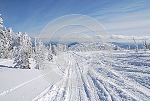 Road in winter forest