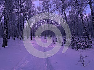 The road in the winter forest. Dark blue christmas and new year background. Trees in a snowy landscape.