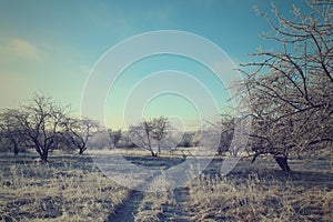 Road in the winter forest landscape. Soft toning