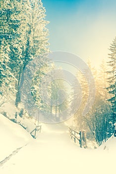 Road in the winter forest. Snow