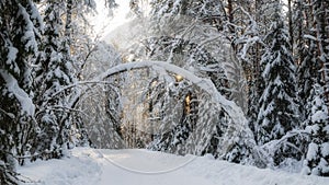 Road in the winter forest with sunbeams