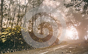 Road into the winter forrest with misty and trees