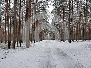 Road on winter pine forest