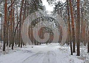 Road on winter pine forest