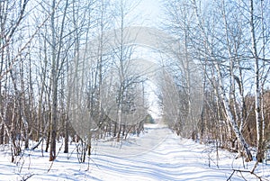 Road through the winter snowbound birch grove