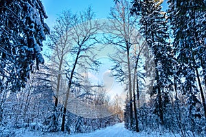 Road in the winter forest