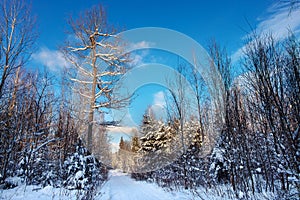 Road in the winter forest