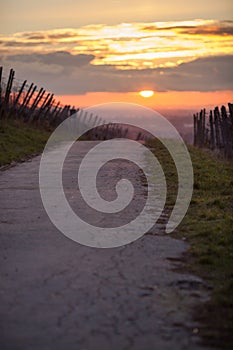 Road in winter sunset in vineyard