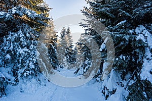 road in winter taken out by tourists among the trees, slovakia velky choc 12.1.2020