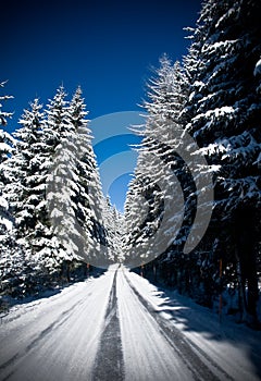 Road through Winterforest