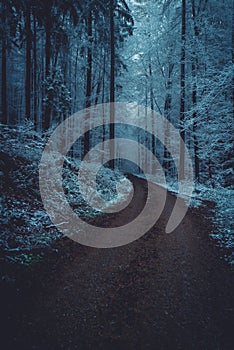 Road in wintry forest