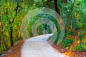 Road in the wood in autumn in Tuscany, Italy