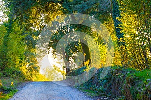 Road in the wood in autumn in Tuscany, Italy