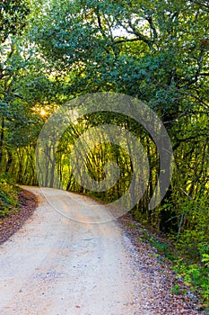 Road in the wood in autumn in Tuscany, Italy