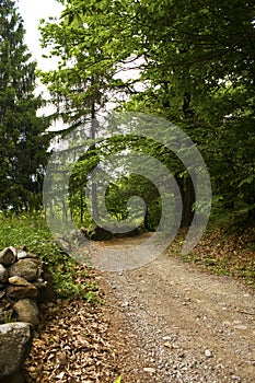 Road in the woods