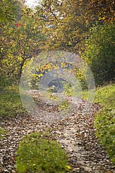 Road in the woods