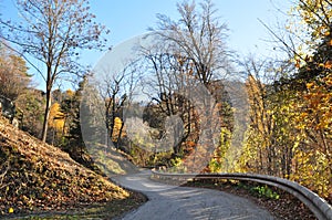 On the road in the woods in full autumn. Trentino Alto Adige