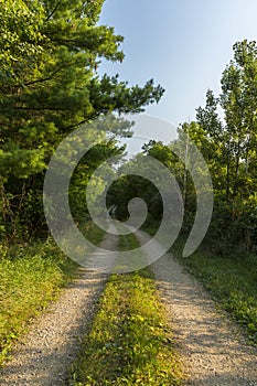 Road In Woods