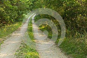 Road In Woods