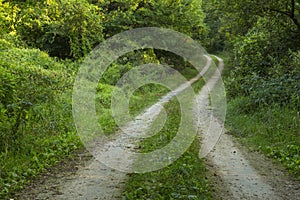 Road In Woods