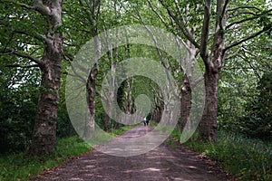 Road in the woods in summer time