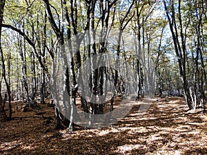 Road in the woods.