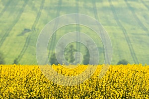 Road in Yellow colza field. Beautiful spring wallpaper