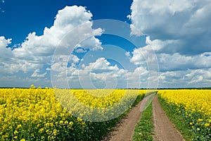 Road in yellow flower field, beautiful spring landscape