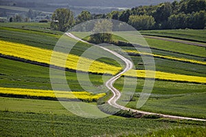 Road among yellow rapeseed fields