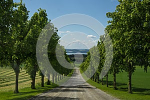 A road in yhe countryside with symmetrical trees on each side