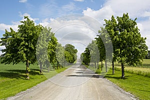 A road in yhe countryside with symmetrical trees on each side