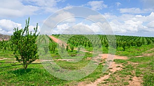 Road in yong plant orange farm.