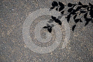 Roadbed covered with asphalt crumb and black silhouettes of tree branches