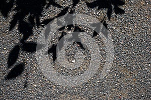 Roadbed covered with asphalt crumb and black silhouettes of tree branches