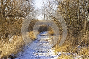 roadForest road among the trees
