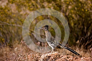 Roadrunner